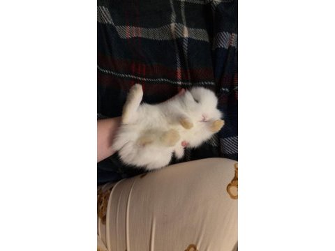 İki aylık dişi aslan baş tavşan yavrularımız