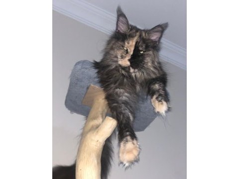 Maine coon 3 yaşında güzel kızım