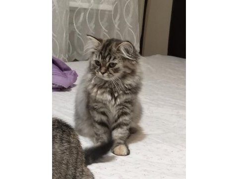 2 aylık iki adet yavrumuz sahiplendirilecek