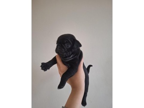 Pug köpeği yavrularımız