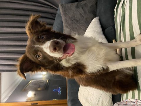 7 aylık dişi border collie köpeğimiz stella