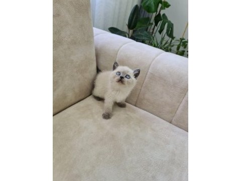 Safkan orjinal blue point scottish fold bebekler