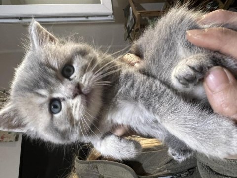 British shorthair yavrularımız ailelerini beklemektedir