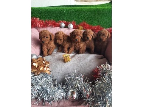Tatlı ırk garantili korekan poodle yavrularımız