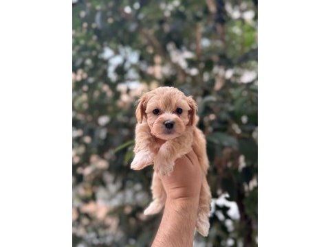 2 aylık yavru maltipoo