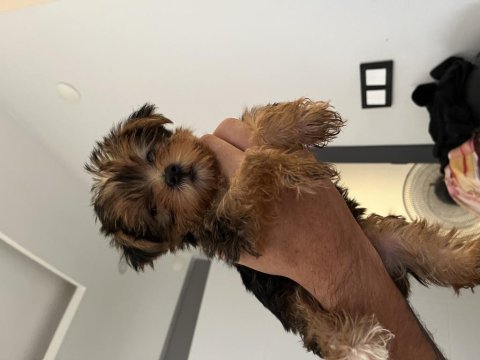 0 numara yorkshire terrier