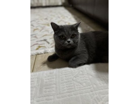 2,5 yaşında kısırlaştırılmamış british shorthair