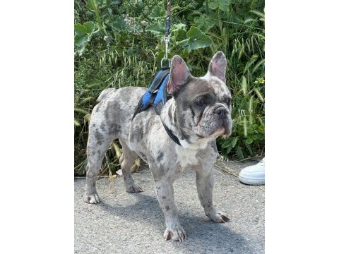 Merle özel renk french bulldog