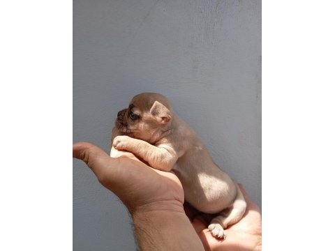 Lilac fawn french bulldog yavrularımız