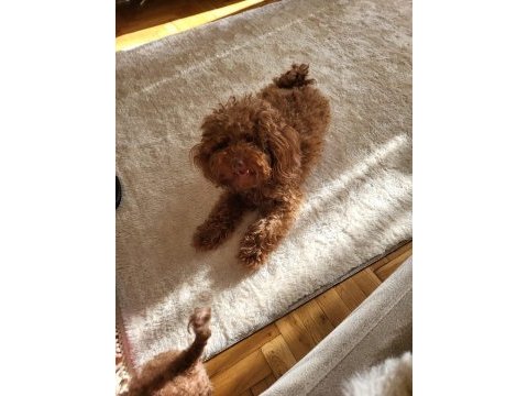 Korekan poodle erkek