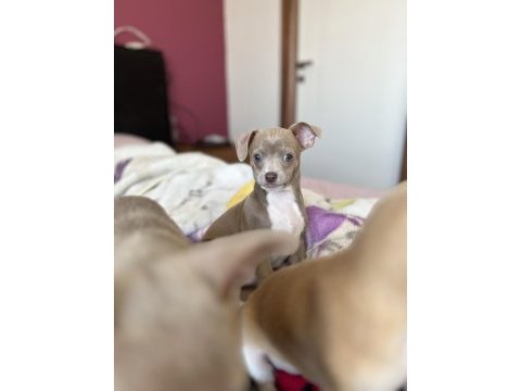 Şivava erkek 2 aylık chihuahua