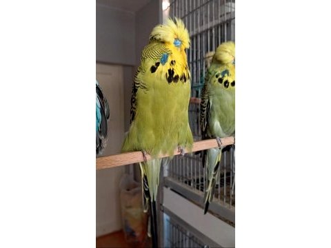 Show jumbo muhabbet kuşlar