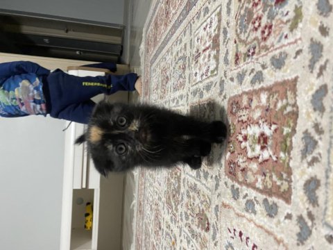 Scottish fold yavrularım iki aylık ücretsiz