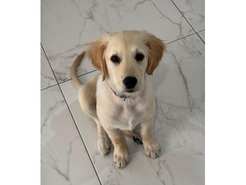 Golden retriever erkek yavru eğitimli