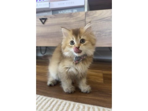 British longhair golden ny25