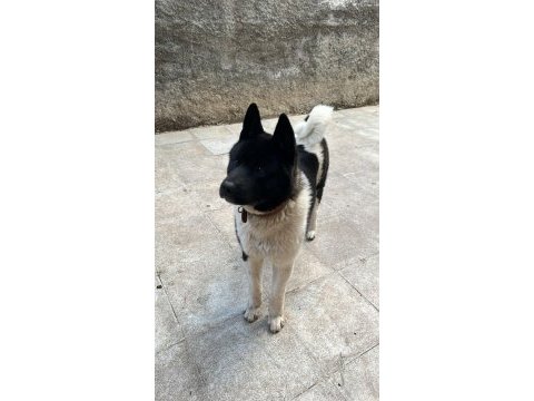 10 aylık ful aşılı amerikan akita