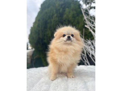 Yetişkin a kalite pomeranian boo