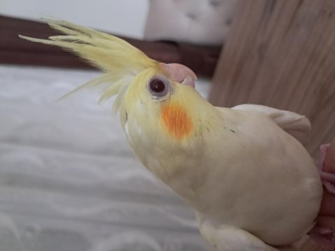 Yavru sultan papağanı bebek