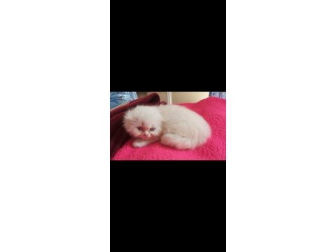 Scottish fold yavrular