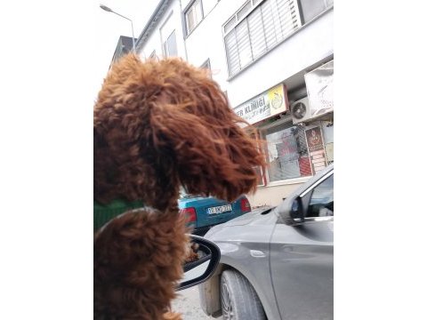 Toy poodle köpeği