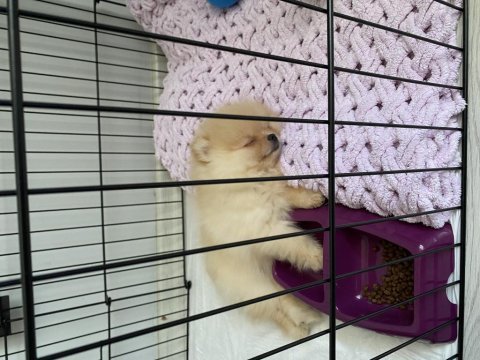 Pomeranian dişi köpeğimiz