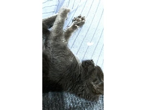 British shorthair kedisi