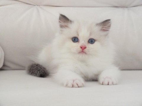 Full şecereli ragdoll yavruları