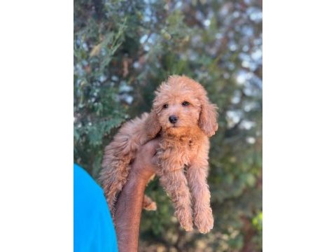 Orijinal maltipoo yavrular randevu alarak bakabilirsiniz
