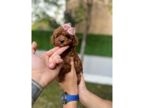 Safkan orjinal kore poodle kurabiye yavruları