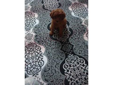 Poodle dişi ve erkek
