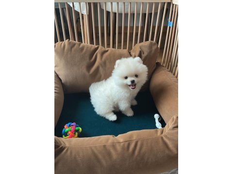 Pomeranian spitz yavrular ırk garantili