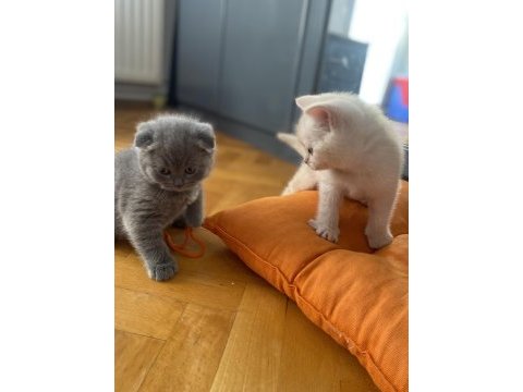 1,5 aylık erkek scottish fold ve straight