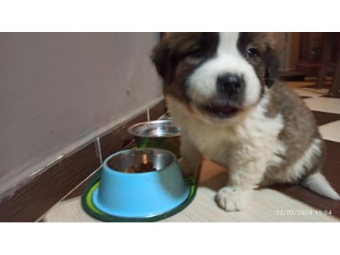 Saint bernard, çiftlik yada petshop değiliz