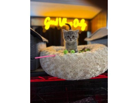 Orj babyface british shorthair whi̇skas bebeklerimiz