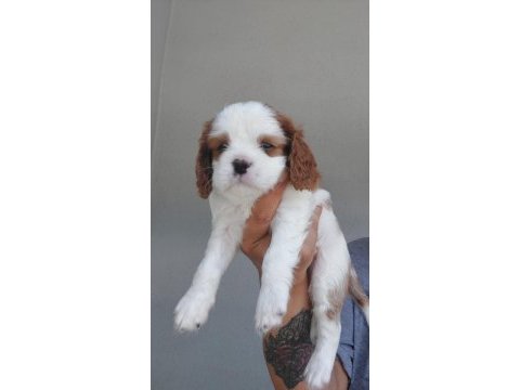 5 erkek ve 1 dişi cavalier king charles yavrular