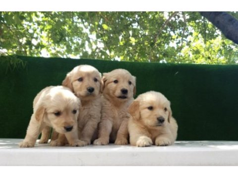 Yavru golden retriever bebek yeni ailesini arıyor