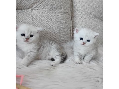 British shorthair erkek yavrular
