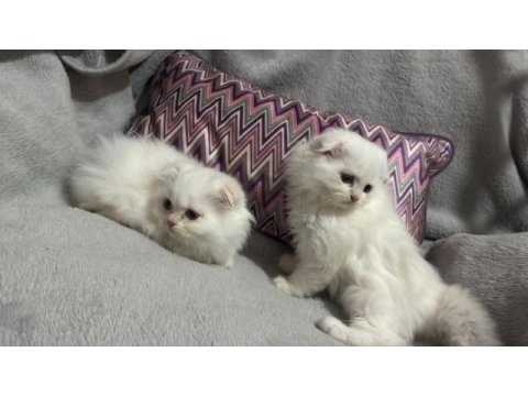 Scottish fold longhair bebekler