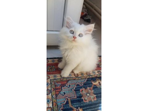 British ve chinchilla melezi kedimiz
