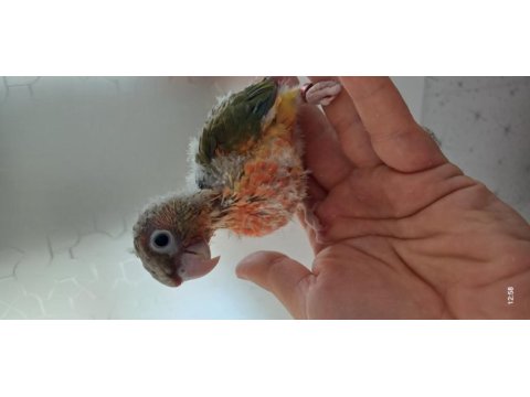 Bebek konur papağanlar cites belgeli