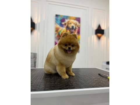 Show kalite dişi pomeranian boo