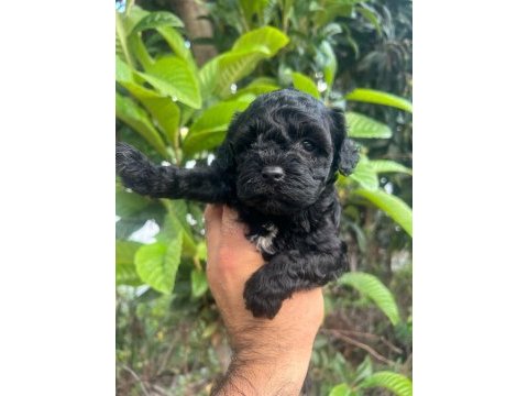 3 aylık zaman ayıramadığımızdan dolayı poodle