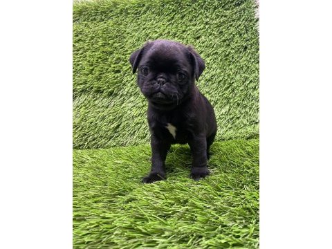 Pug mops muhteşem pug güzeller