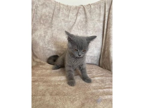 Kür rengi asil bebek british shorthair