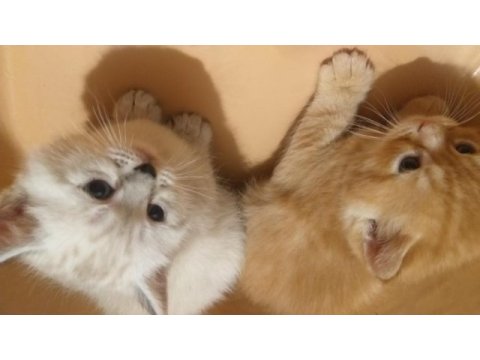 Güzel british longhair yavrular yeni sahiplerini arıyor