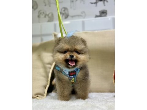 Mini teacup erkek pomeranian boo