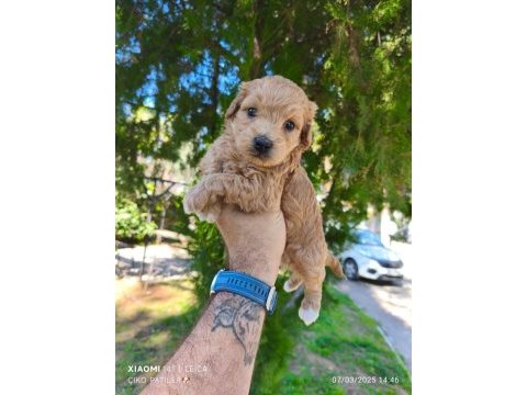 Maltipoo köpeği