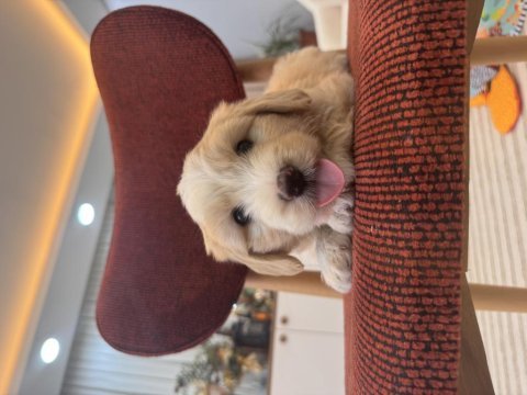 Maltipoo yavrum