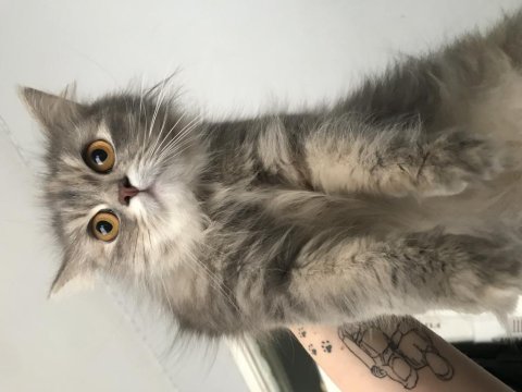 British longhair 7 aylık dişi