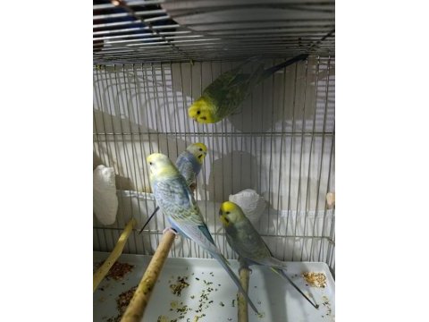 Rainbow muhabbet kuşları